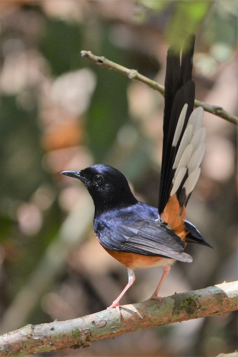 White-rumped Shama - ML26790201