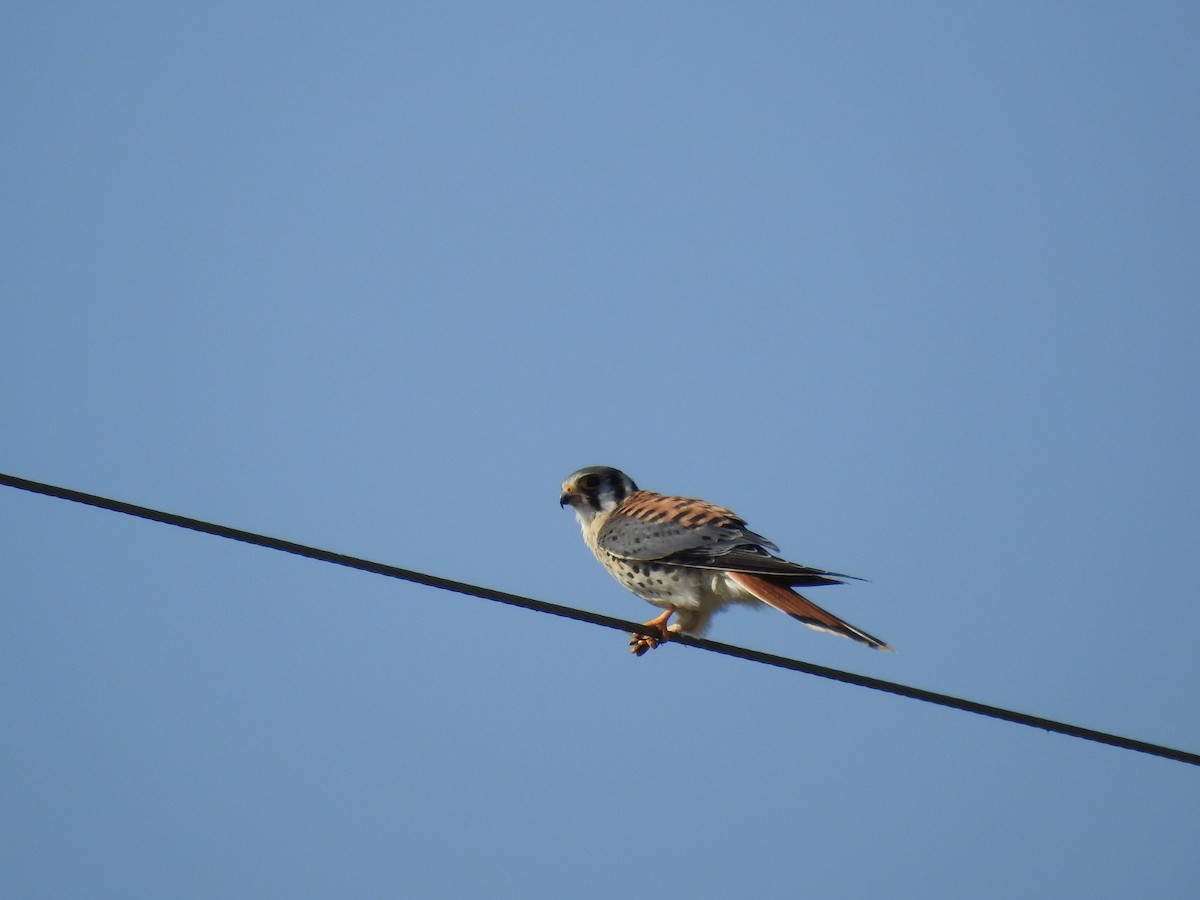 American Kestrel - ML267902271