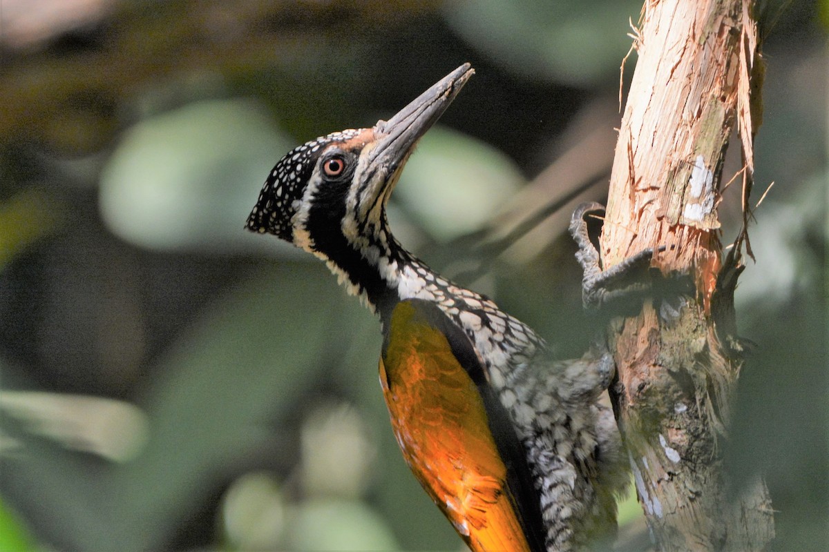 Greater Flameback - ML26790231