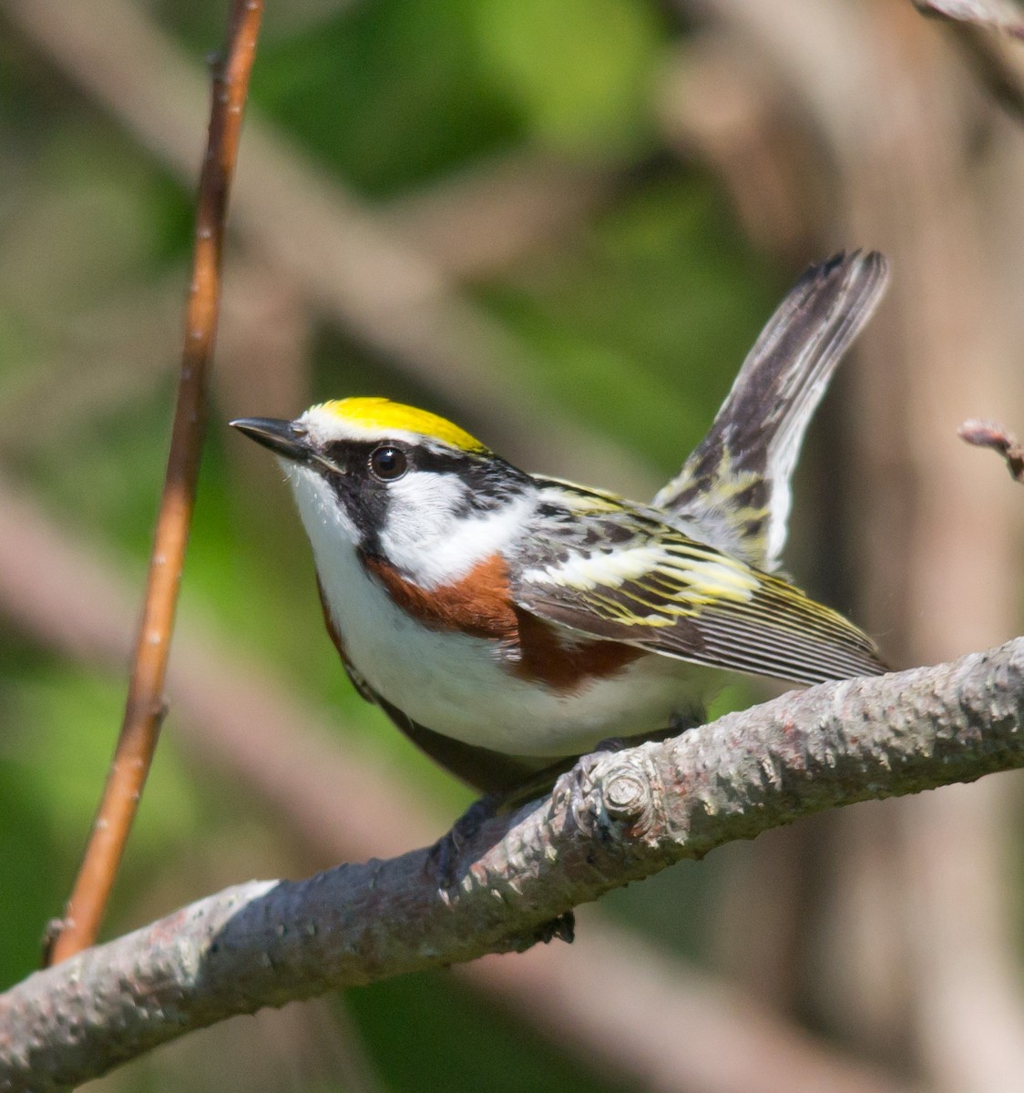 Chestnut-sided Warbler - ML267902401