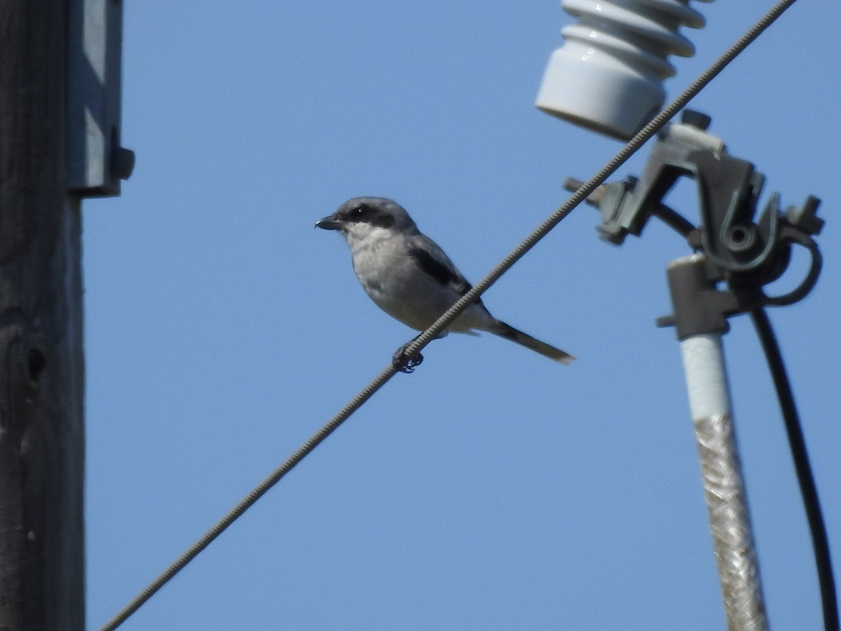 Loggerhead Shrike - ML267902441