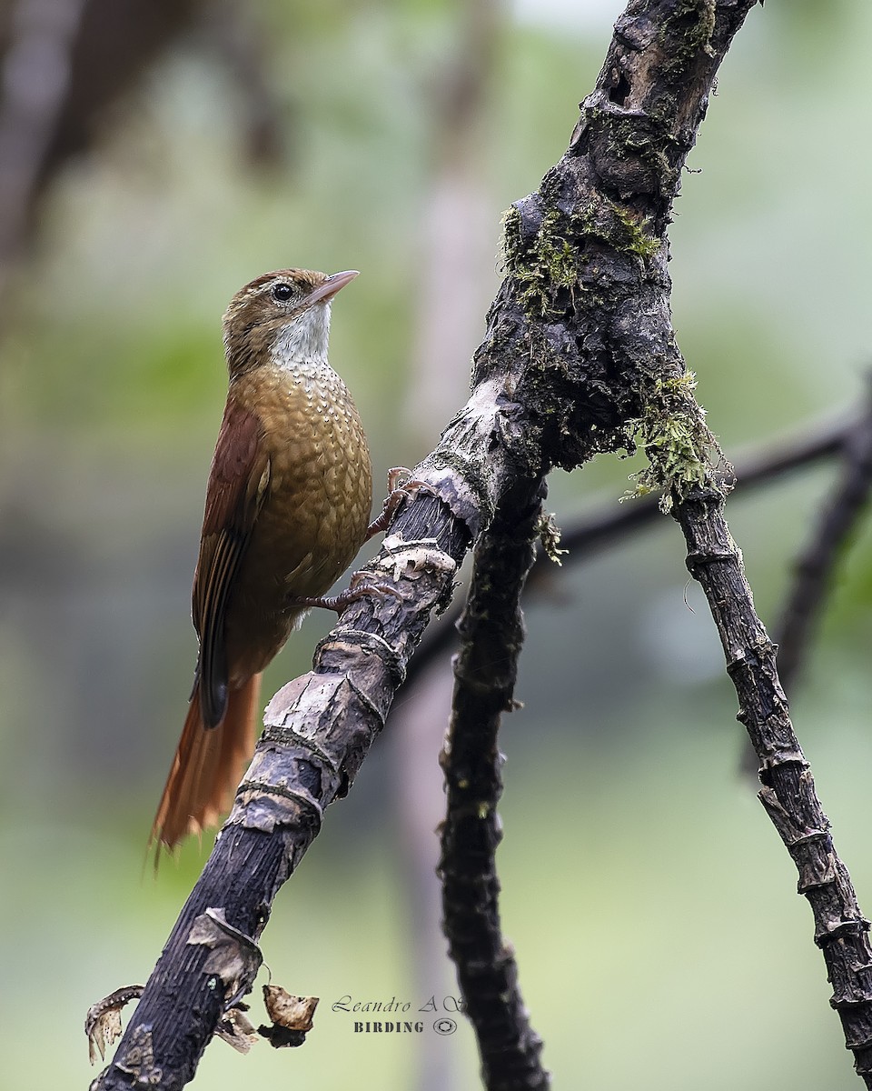 Щетинкохвіст гірський - ML267904441