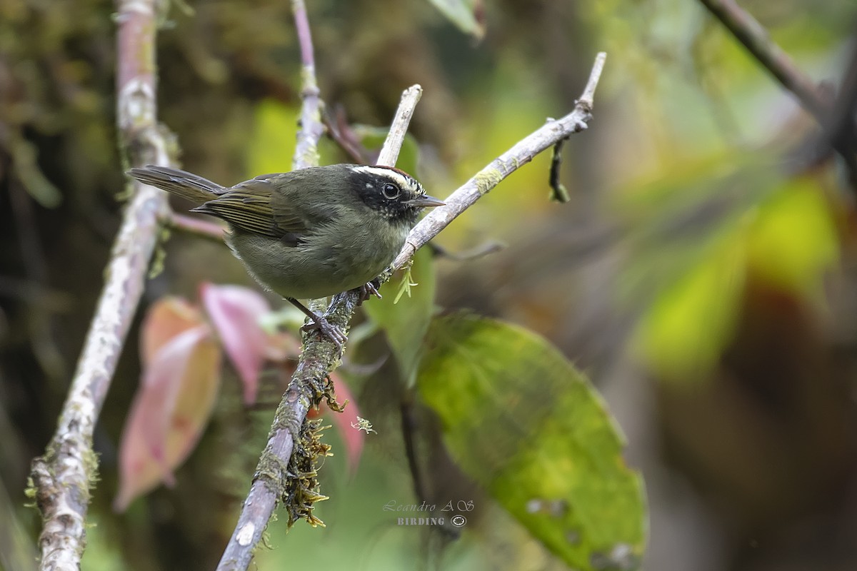 Коронник чорнощокий - ML267904631