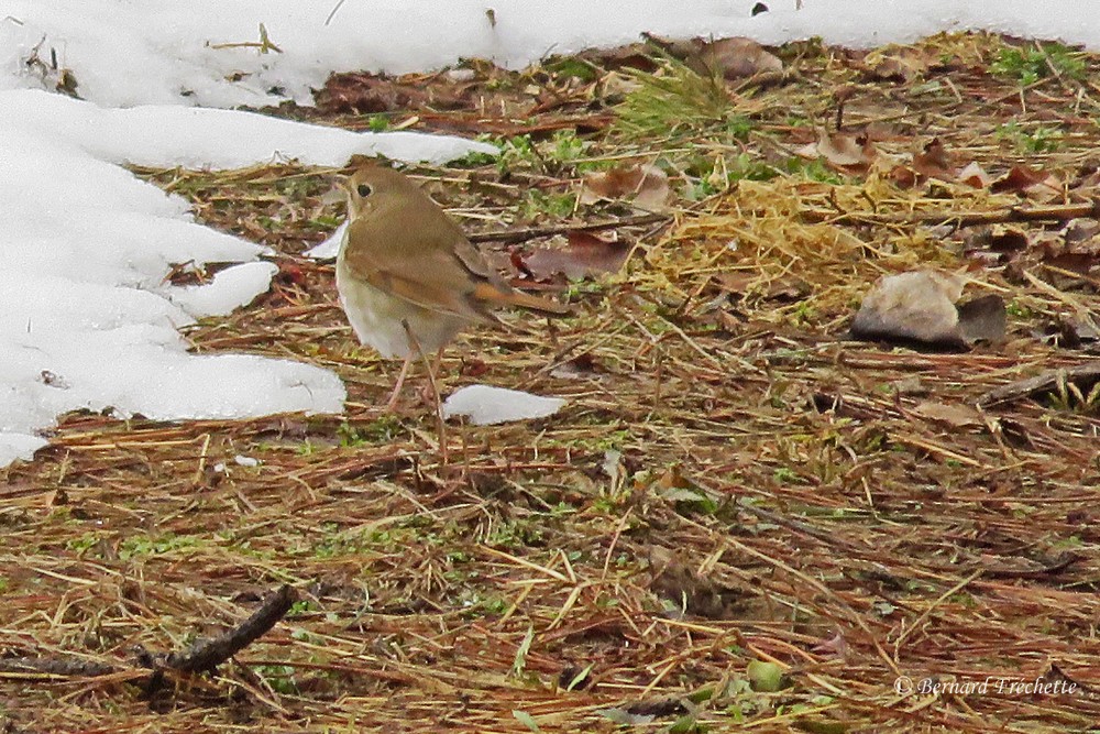 Hermit Thrush - ML26790501