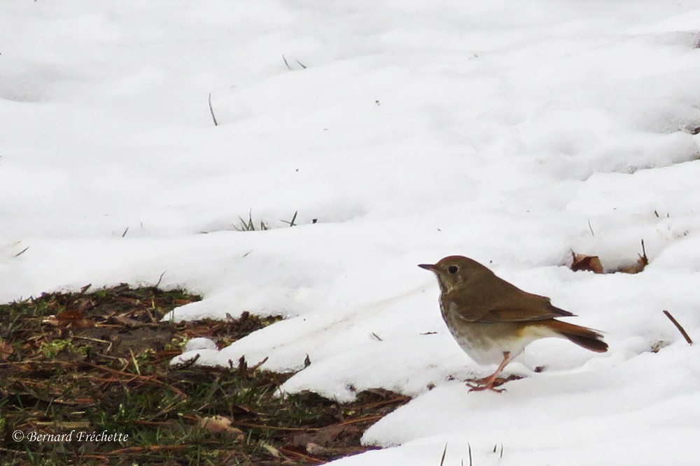 Hermit Thrush - ML26790511