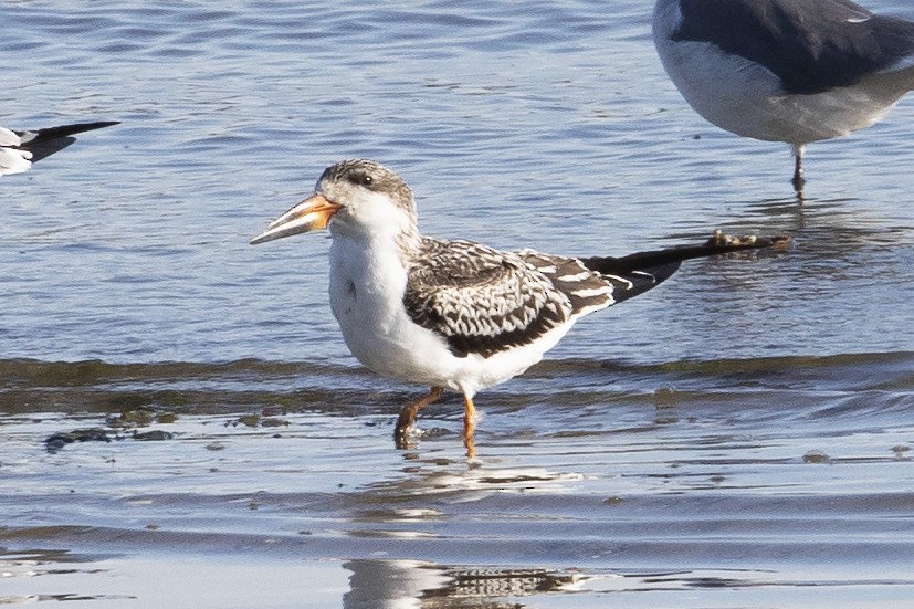 Black Skimmer - ML267905251