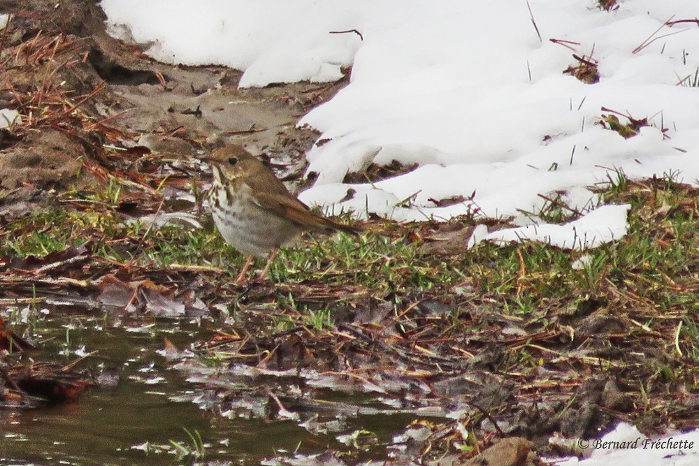 Hermit Thrush - ML26790531