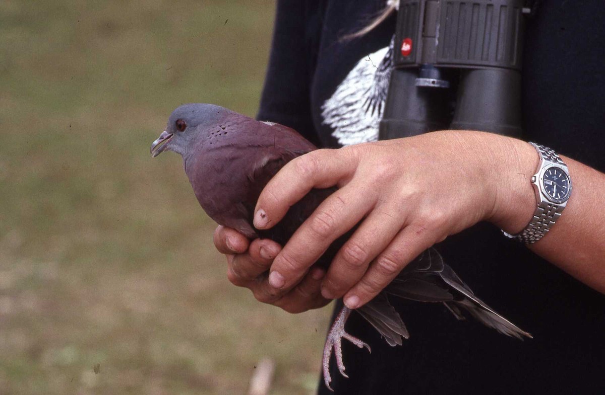 Pigeon de Madagascar - ML26790591