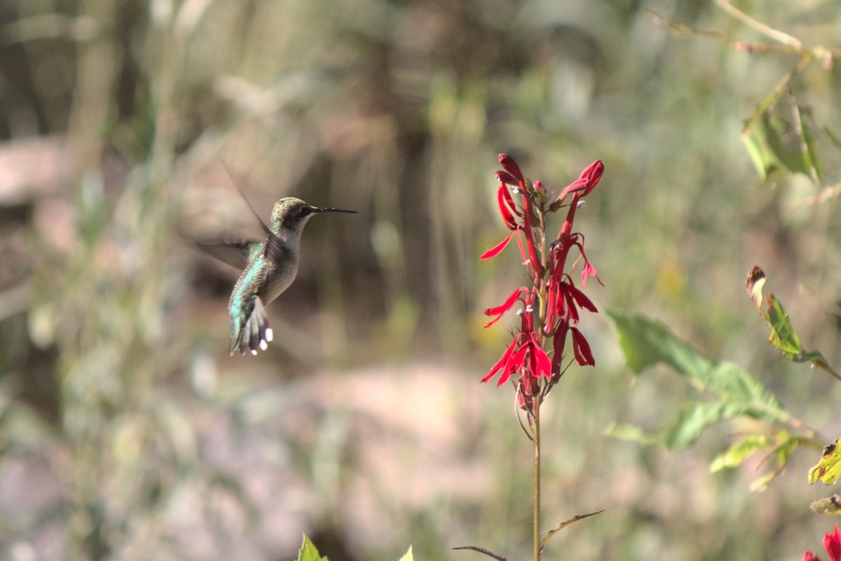 Ruby-throated Hummingbird - ML267907361