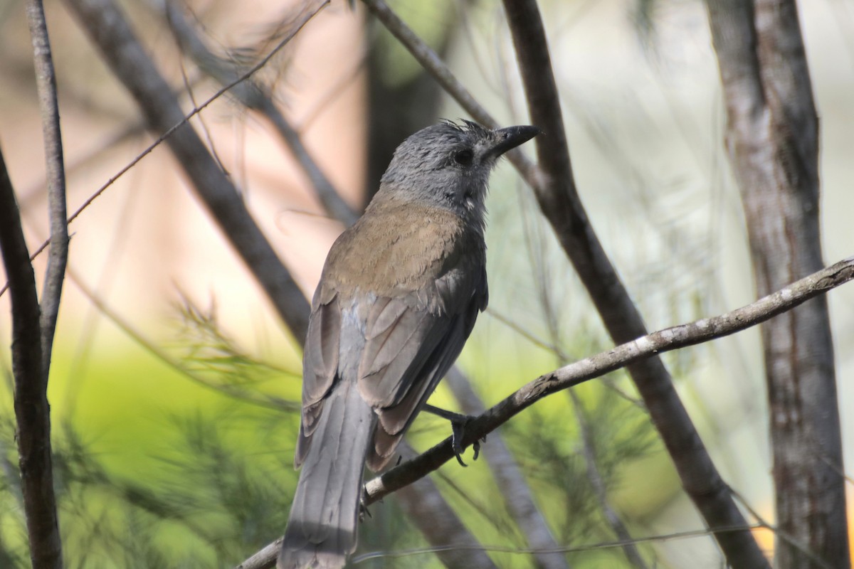 Gray Shrikethrush - ML267908471