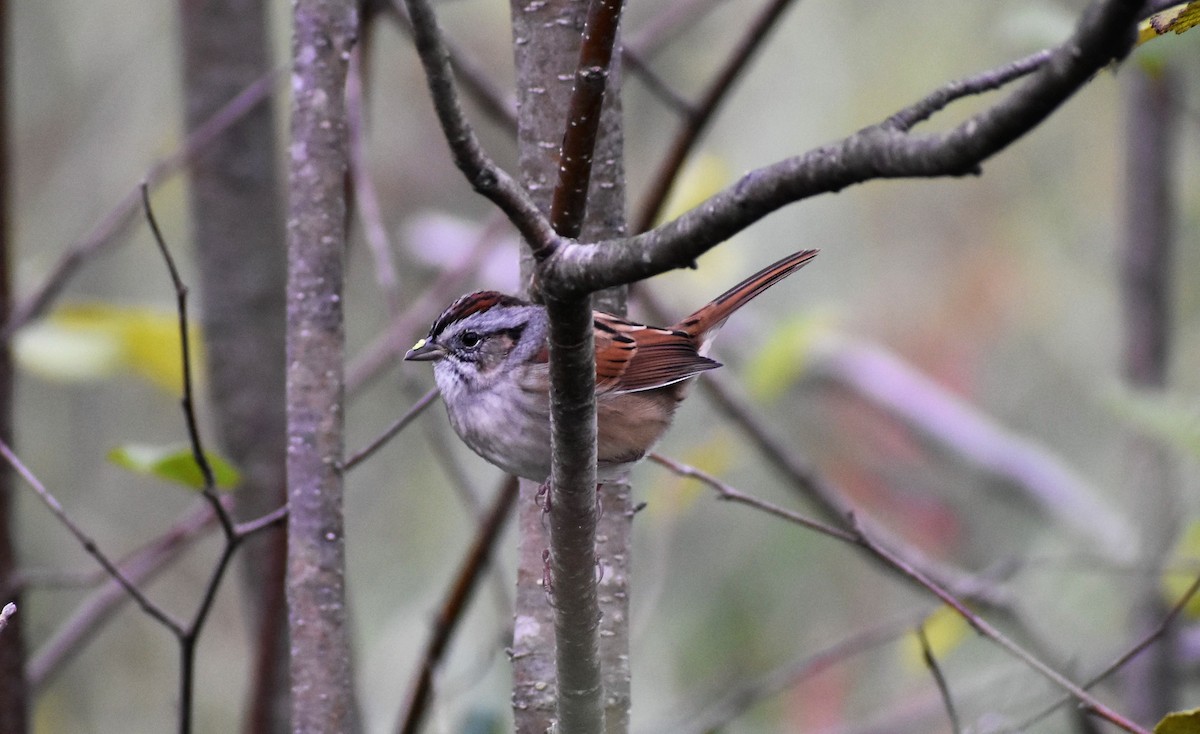 Swamp Sparrow - ML267908911