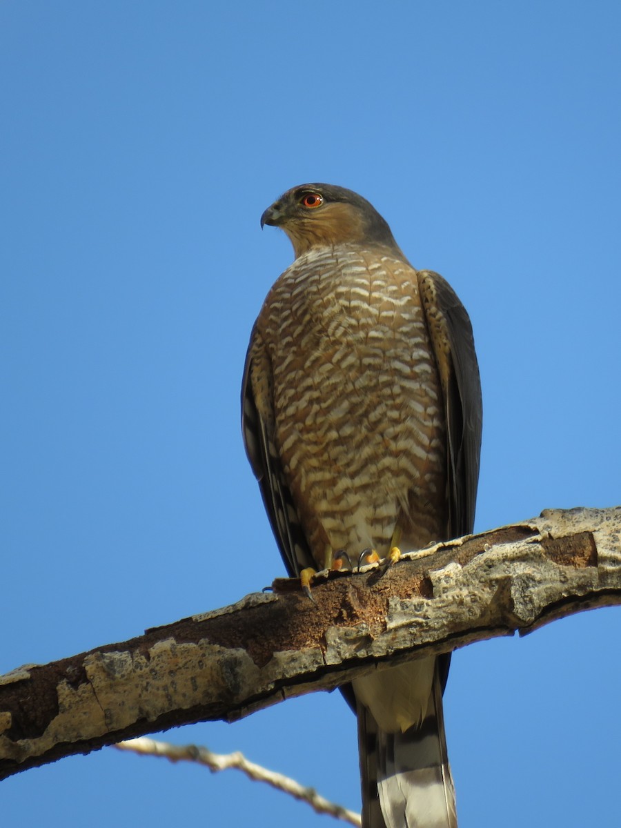 Sharp-shinned Hawk - David R. Scott