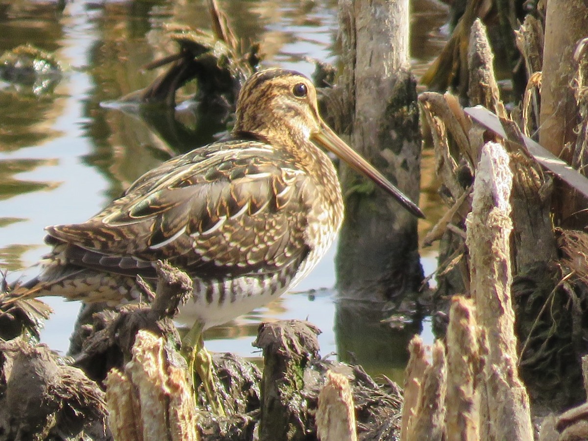 Common Snipe - José Miguel Barbosa