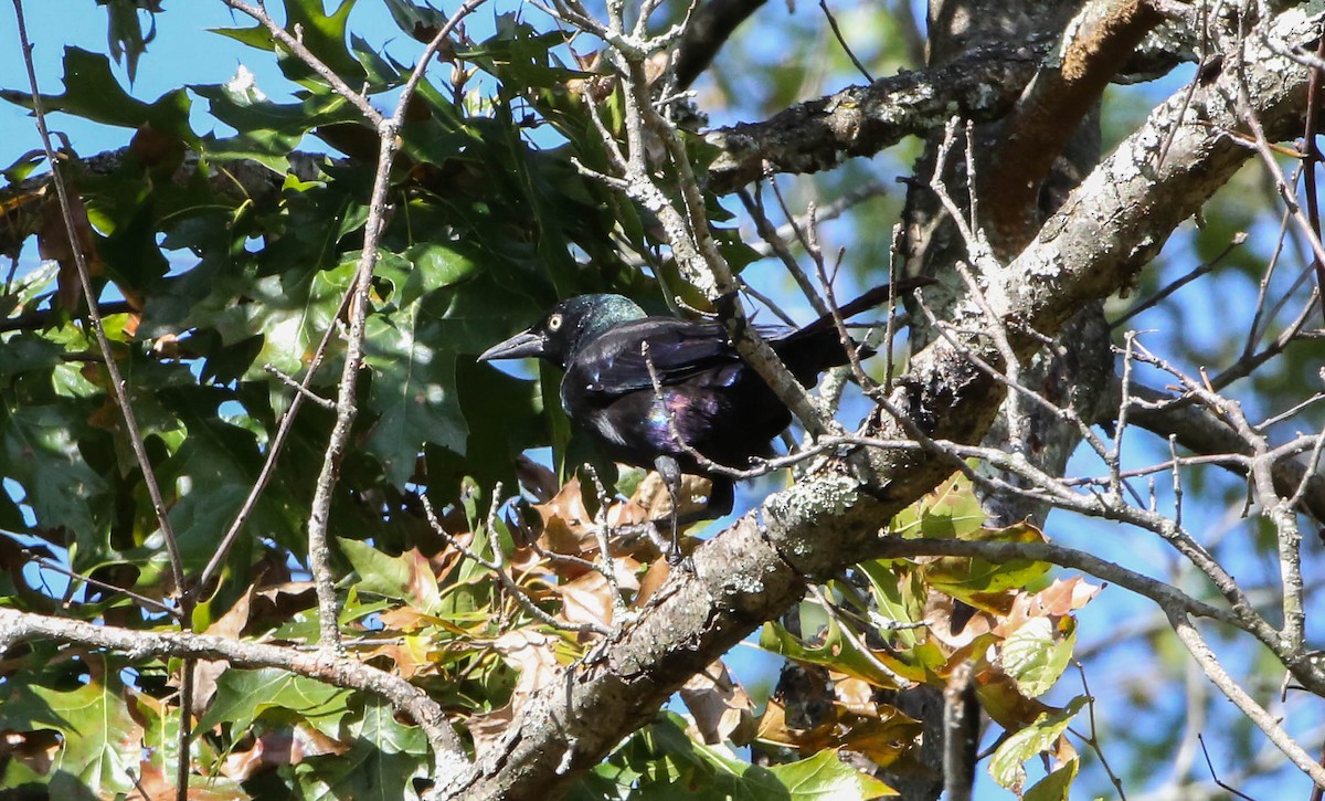 Common Grackle - ML267911241