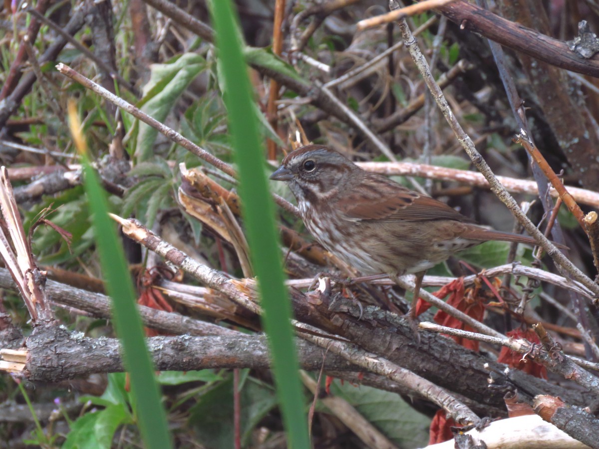 Song Sparrow - ML267911361