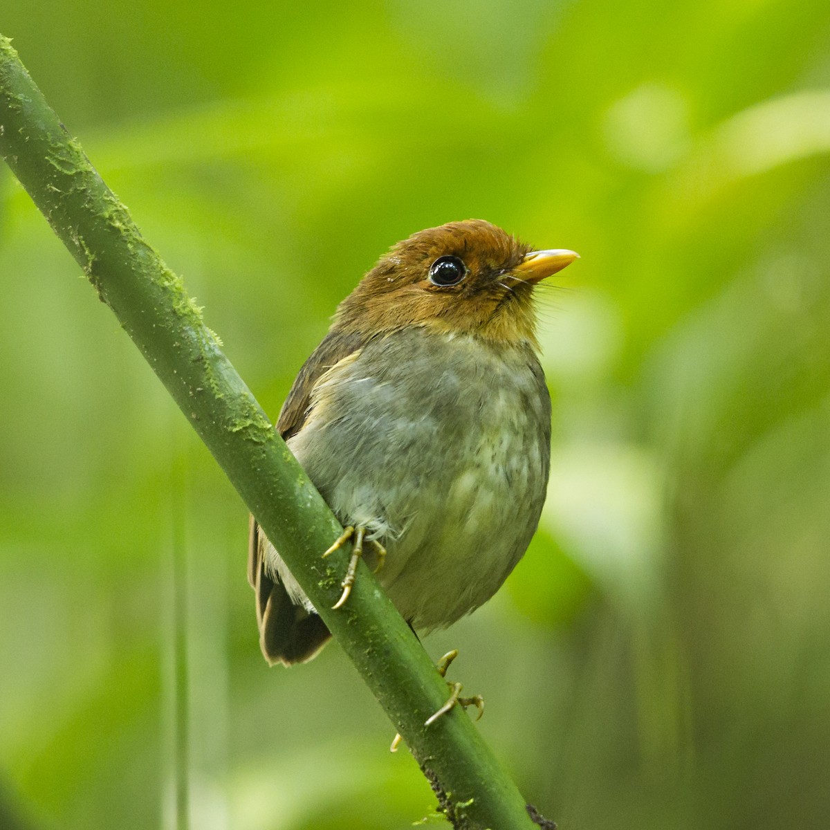 Hooded Antpitta - Peter Hawrylyshyn