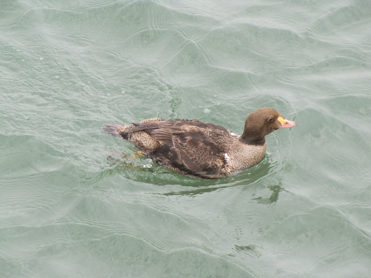 King Eider - ML267914741