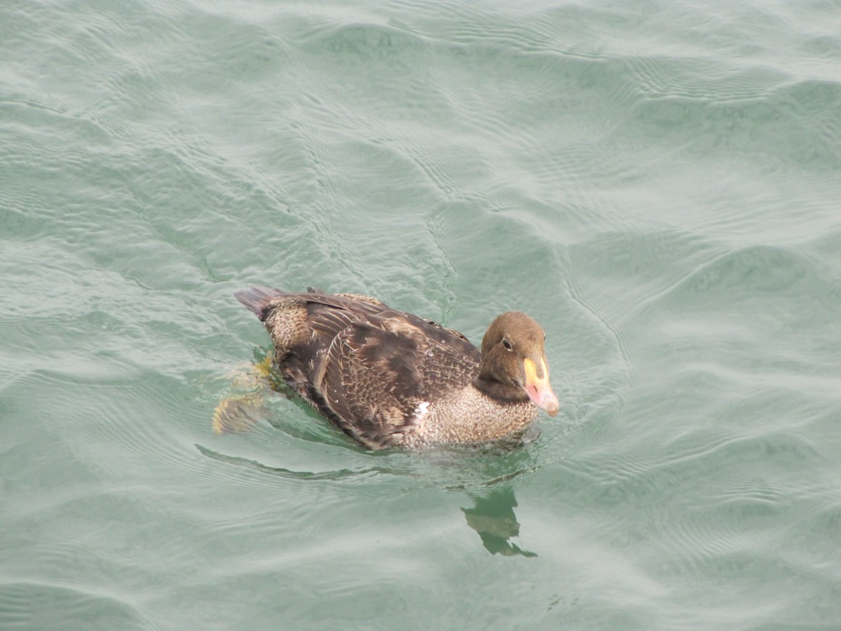 King Eider - ML267914751