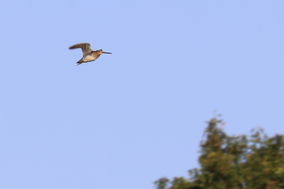 Wilson's Snipe - ML267915441