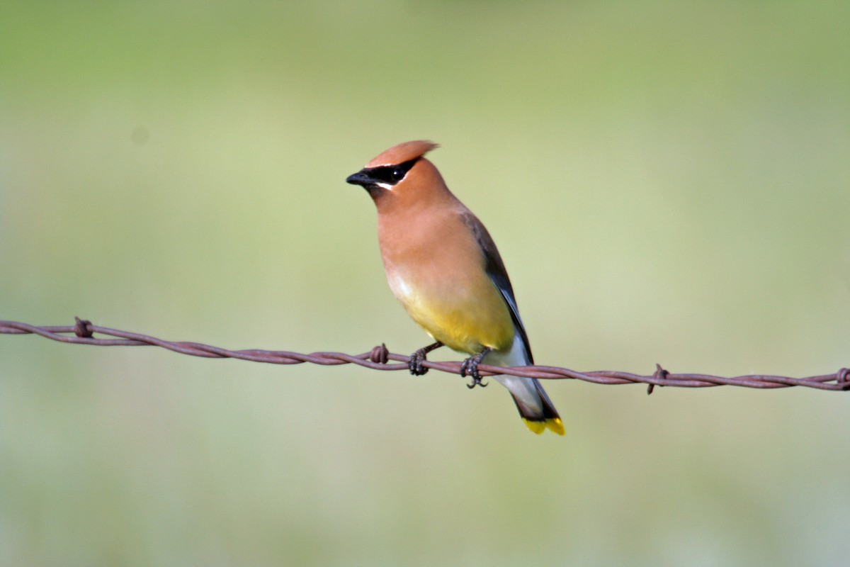 Cedar Waxwing - ML267916051