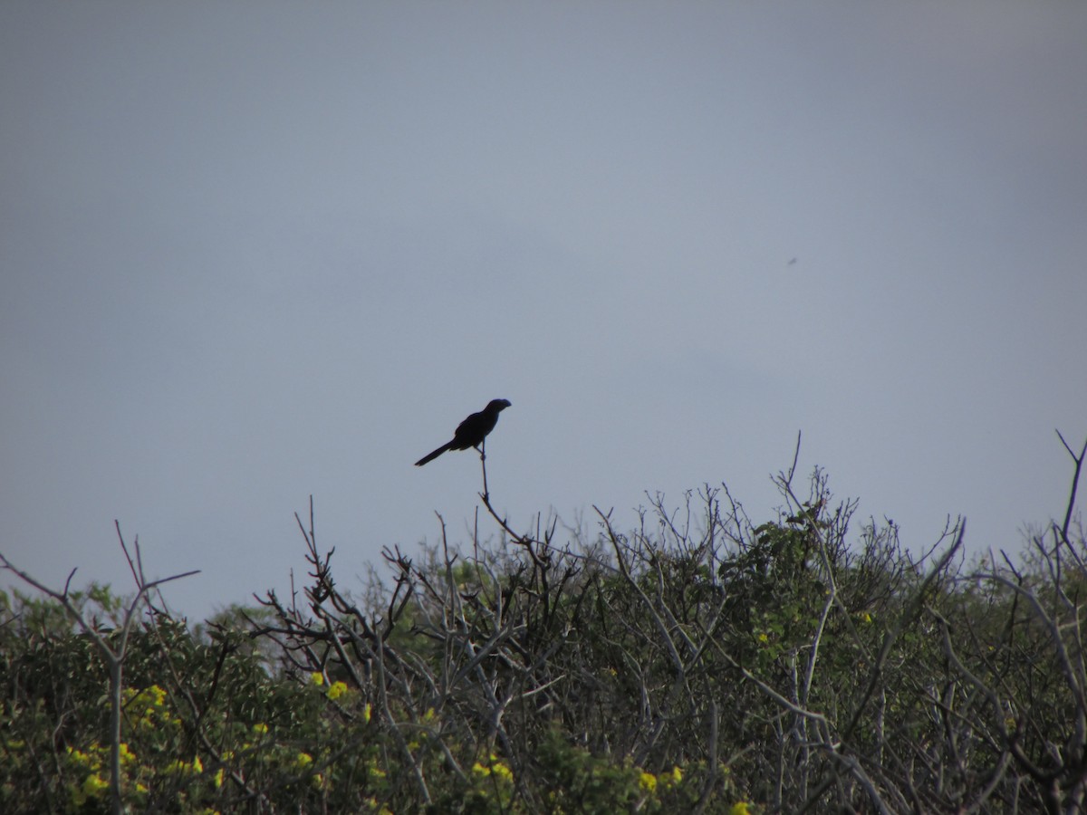 Smooth-billed Ani - ML26791611