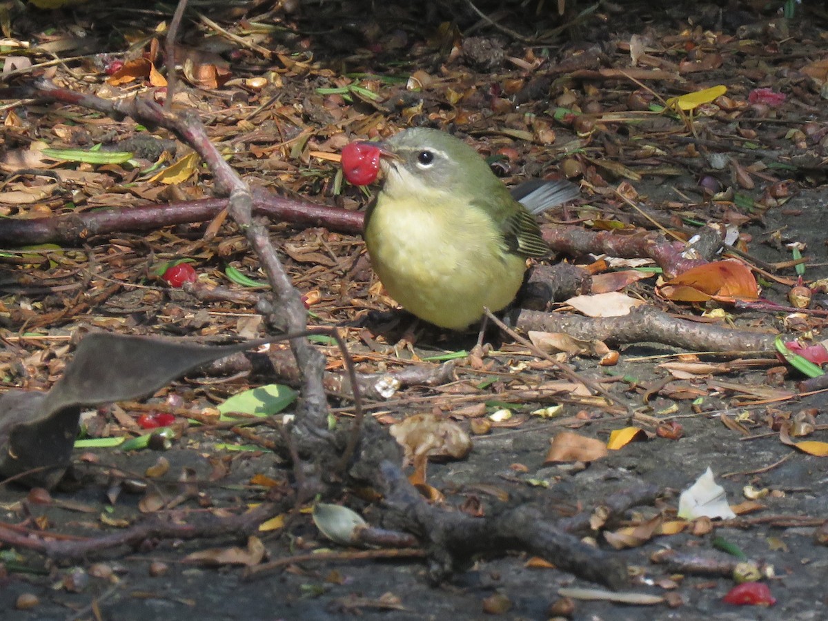 Black-throated Blue Warbler - ML267916531