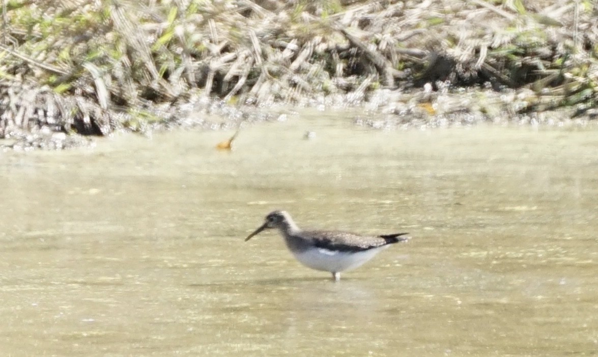 Solitary Sandpiper - ML267916981