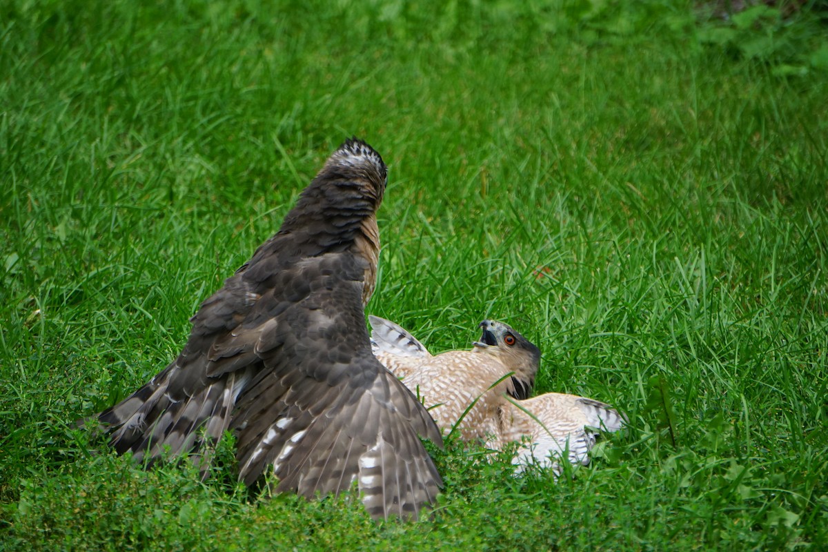 Cooper's Hawk - ML267917201