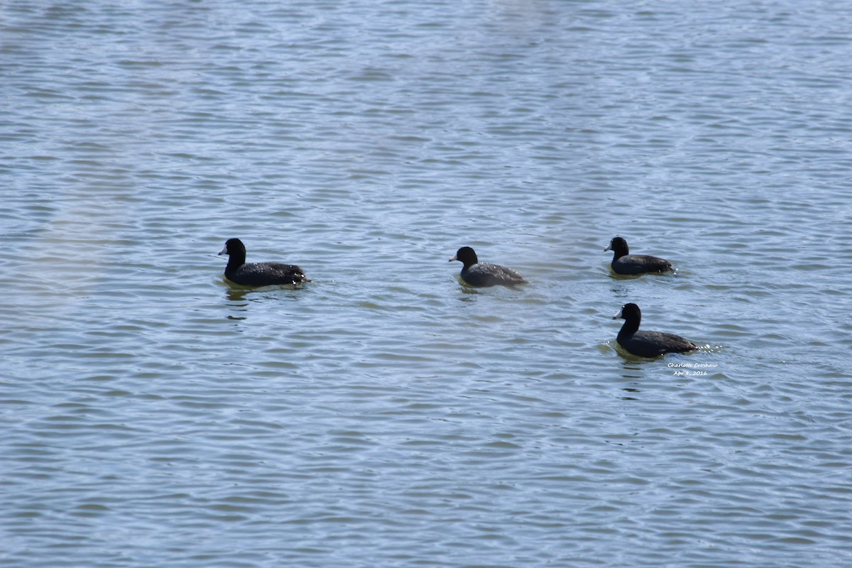 American Coot (Red-shielded) - ML26791721