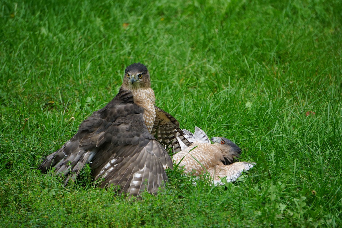 Cooper's Hawk - ML267917601