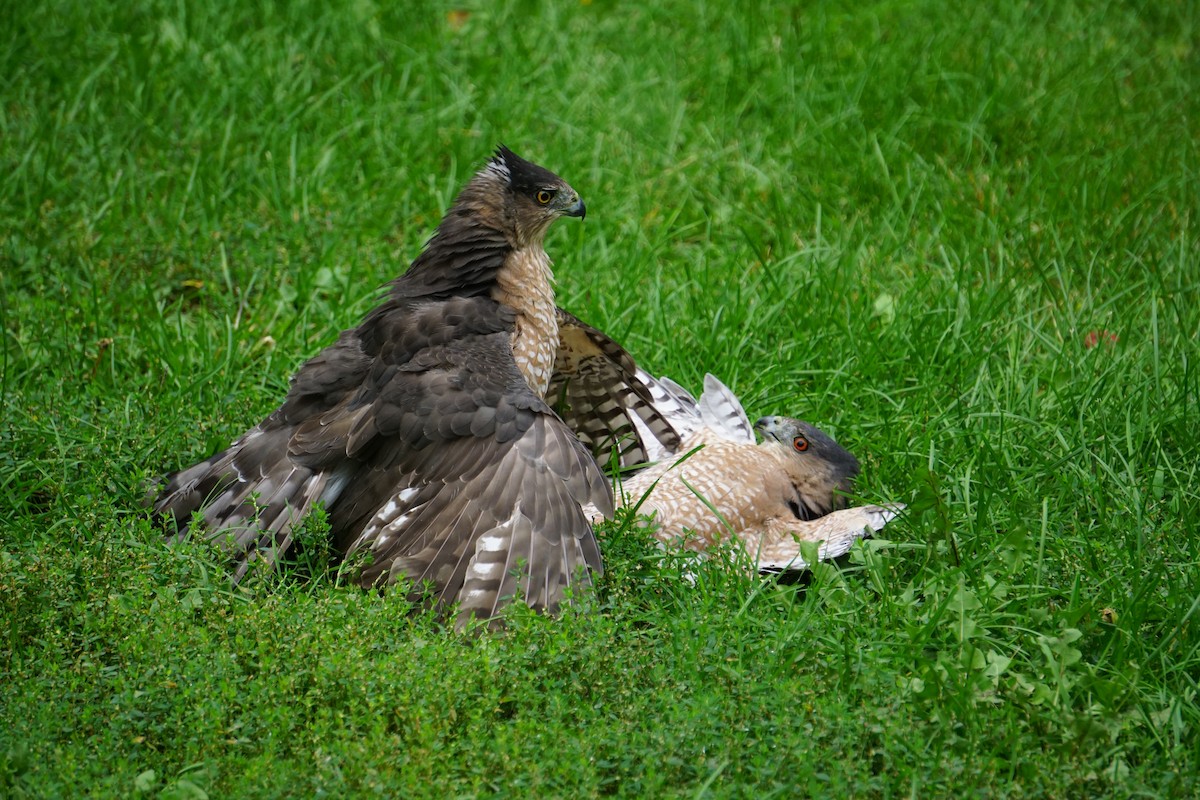 Cooper's Hawk - ML267917621