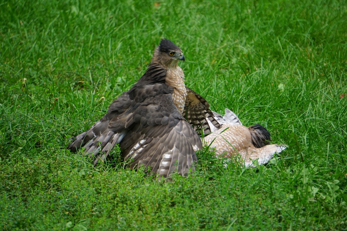 Cooper's Hawk - ML267917631