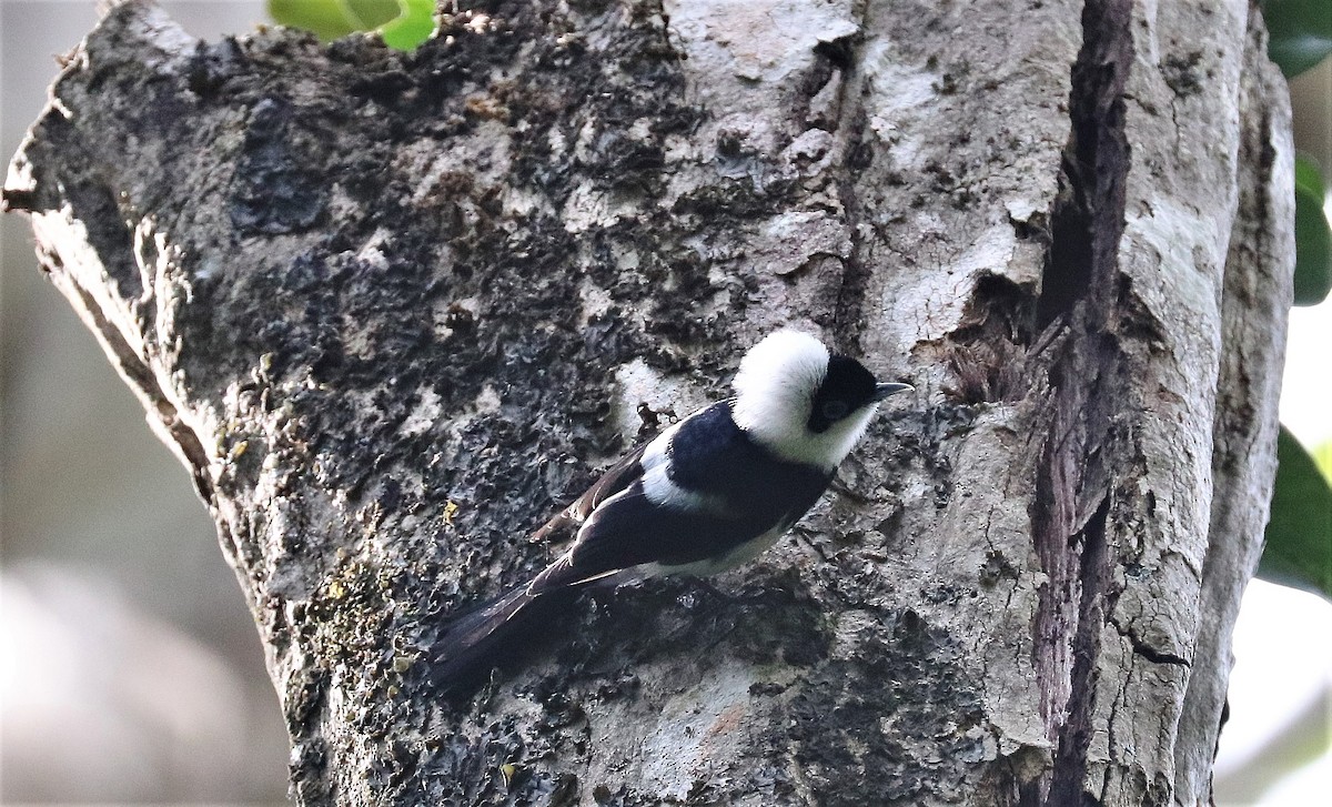 Pied Monarch - ML267920061