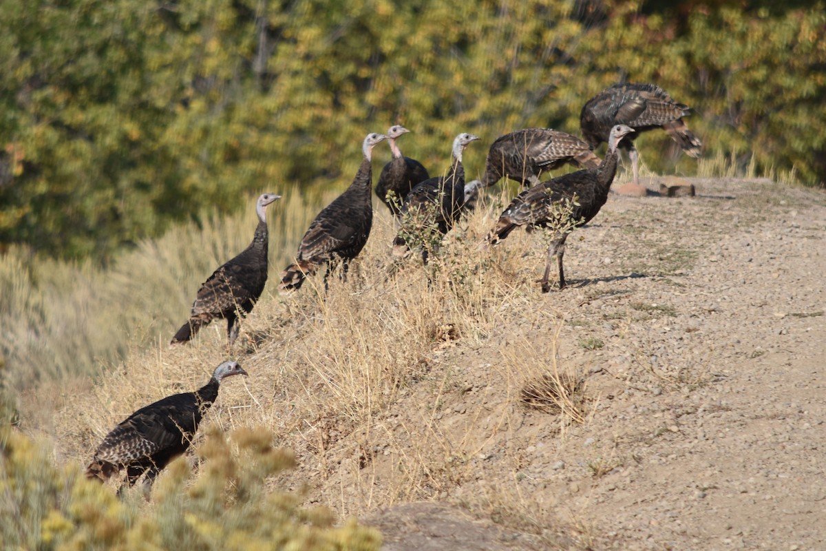 Wild Turkey - ML267920641