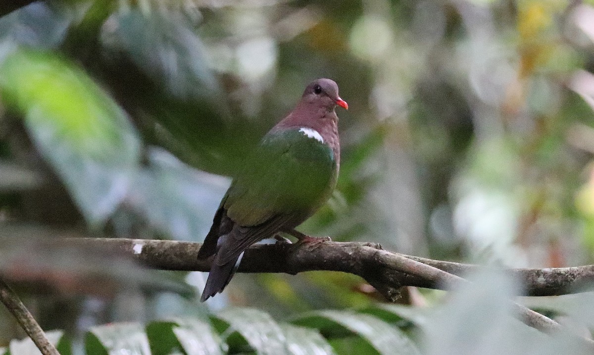 Pacific Emerald Dove - ML267921361