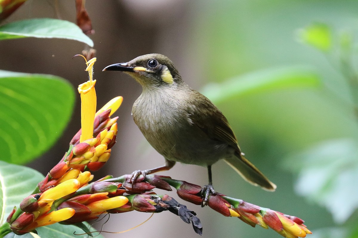 Yellow-spotted Honeyeater - ML267921761