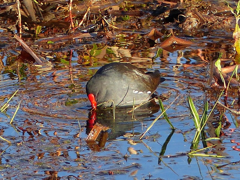 Eurasian Moorhen - Simon Tonge