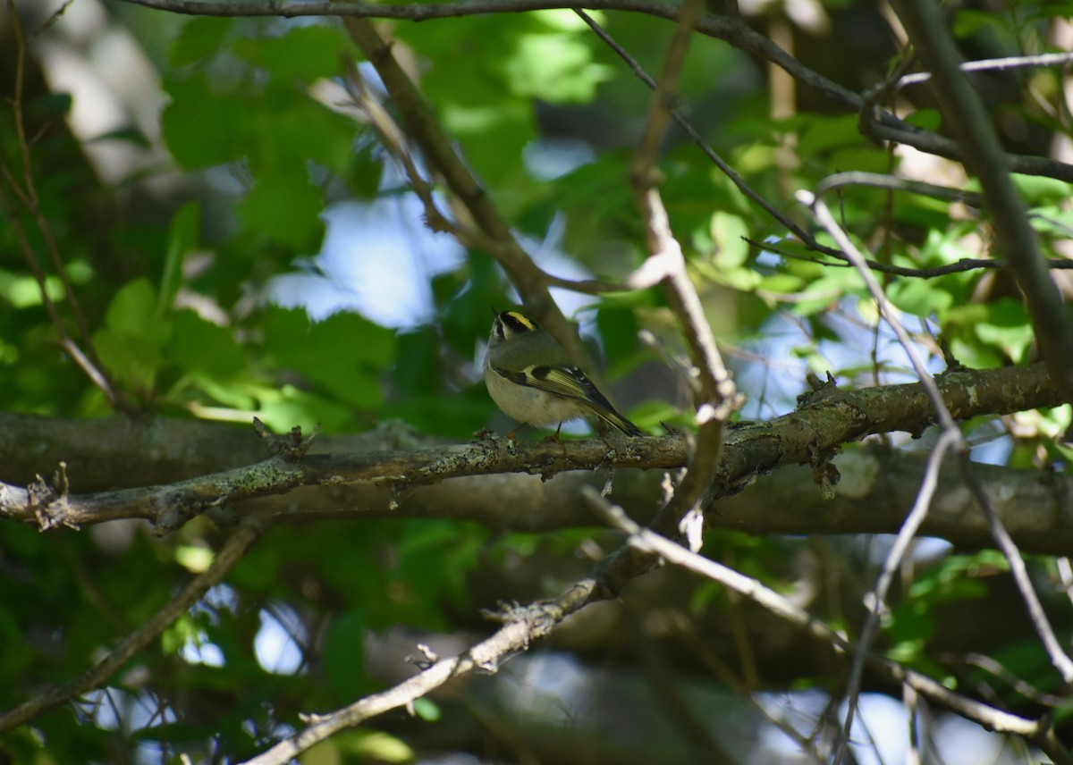 Golden-crowned Kinglet - ML267922121