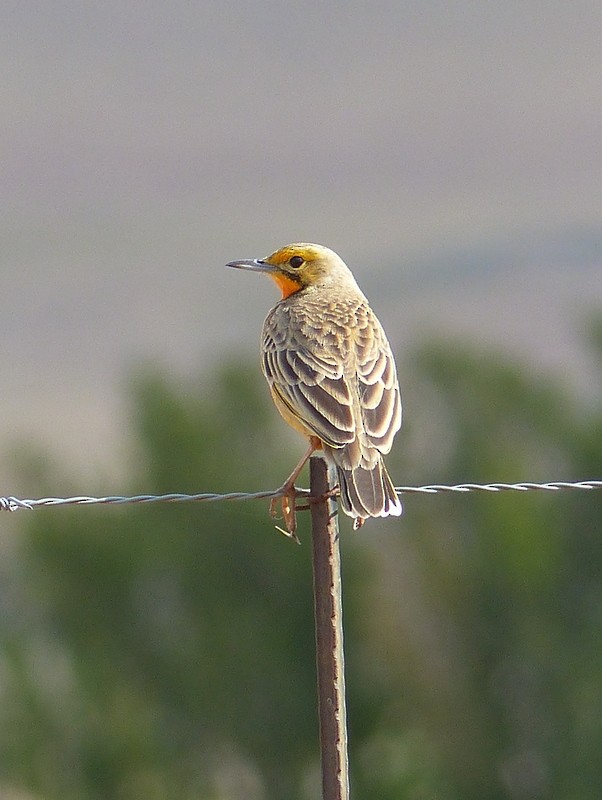 Orange-throated Longclaw - ML26792381