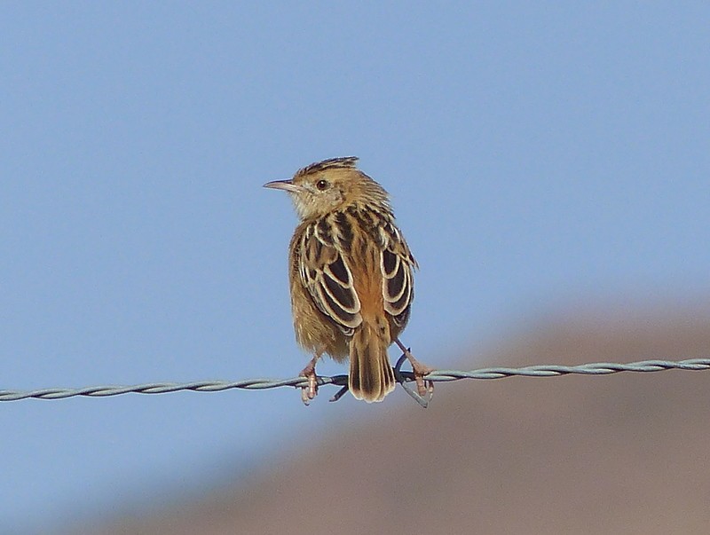 Wing-snapping Cisticola - Simon Tonge
