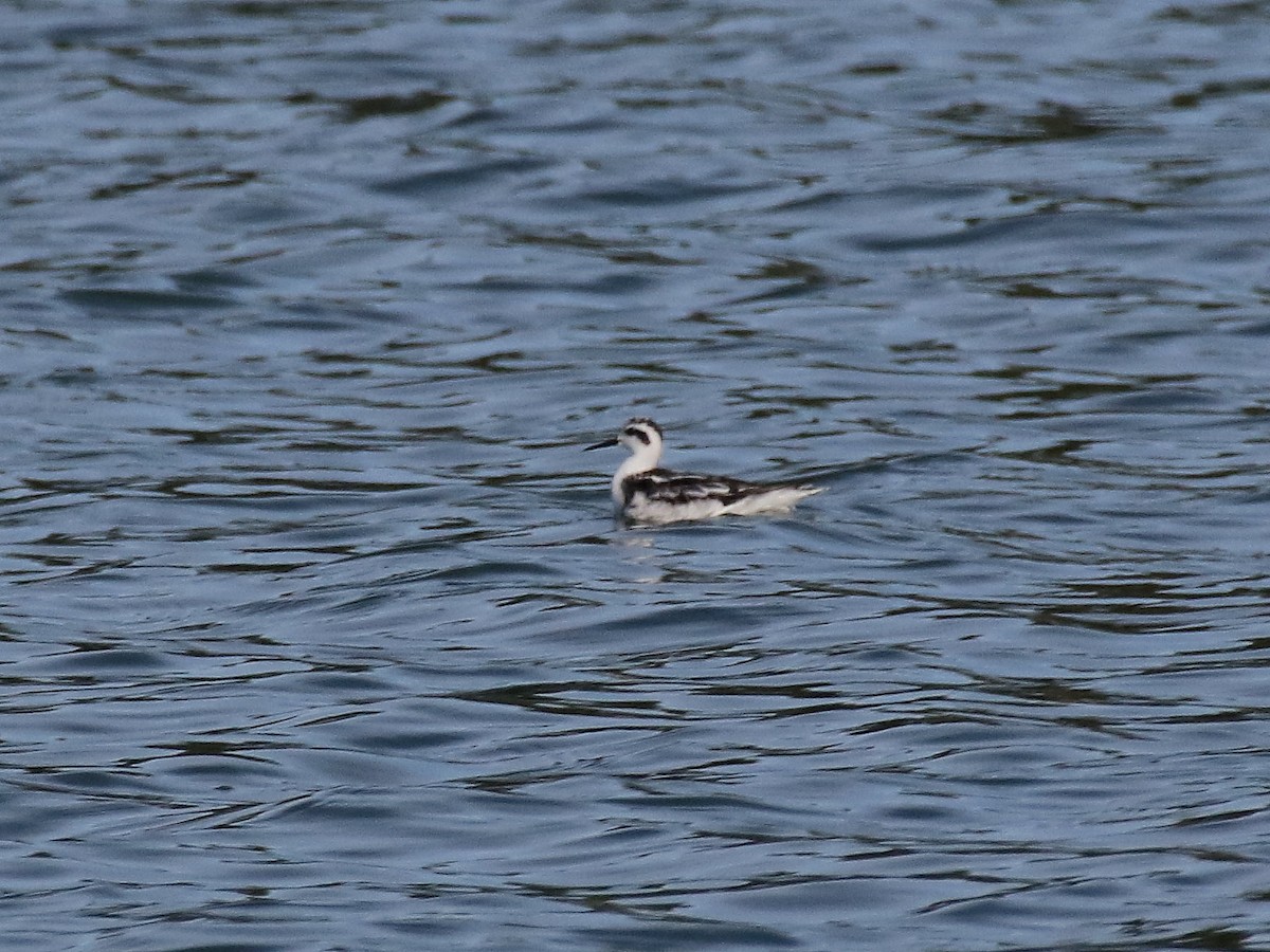Red-necked Phalarope - Brad Carlson