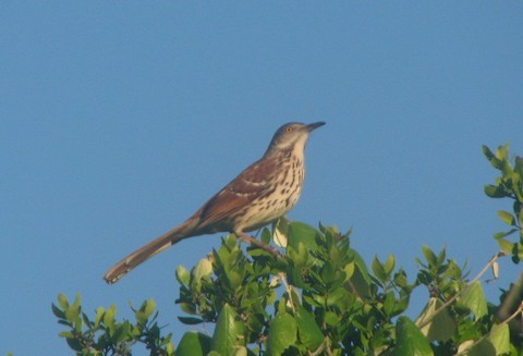 Рыжий пересмешник - ML267927981