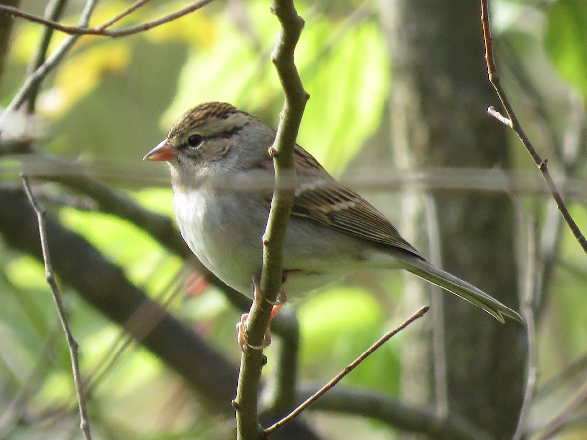 Chipping Sparrow - ML267928651