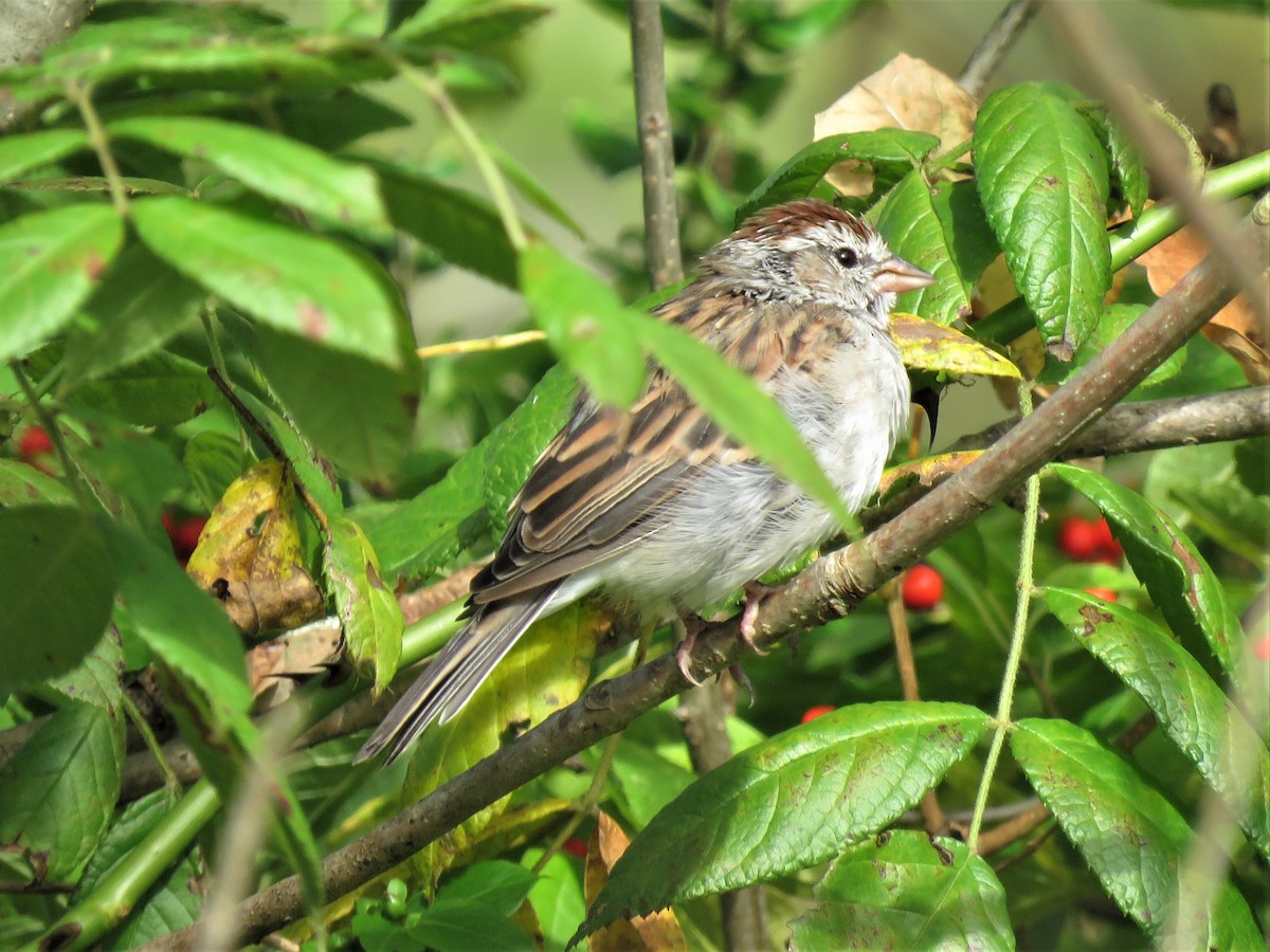 Chipping Sparrow - ML267928931