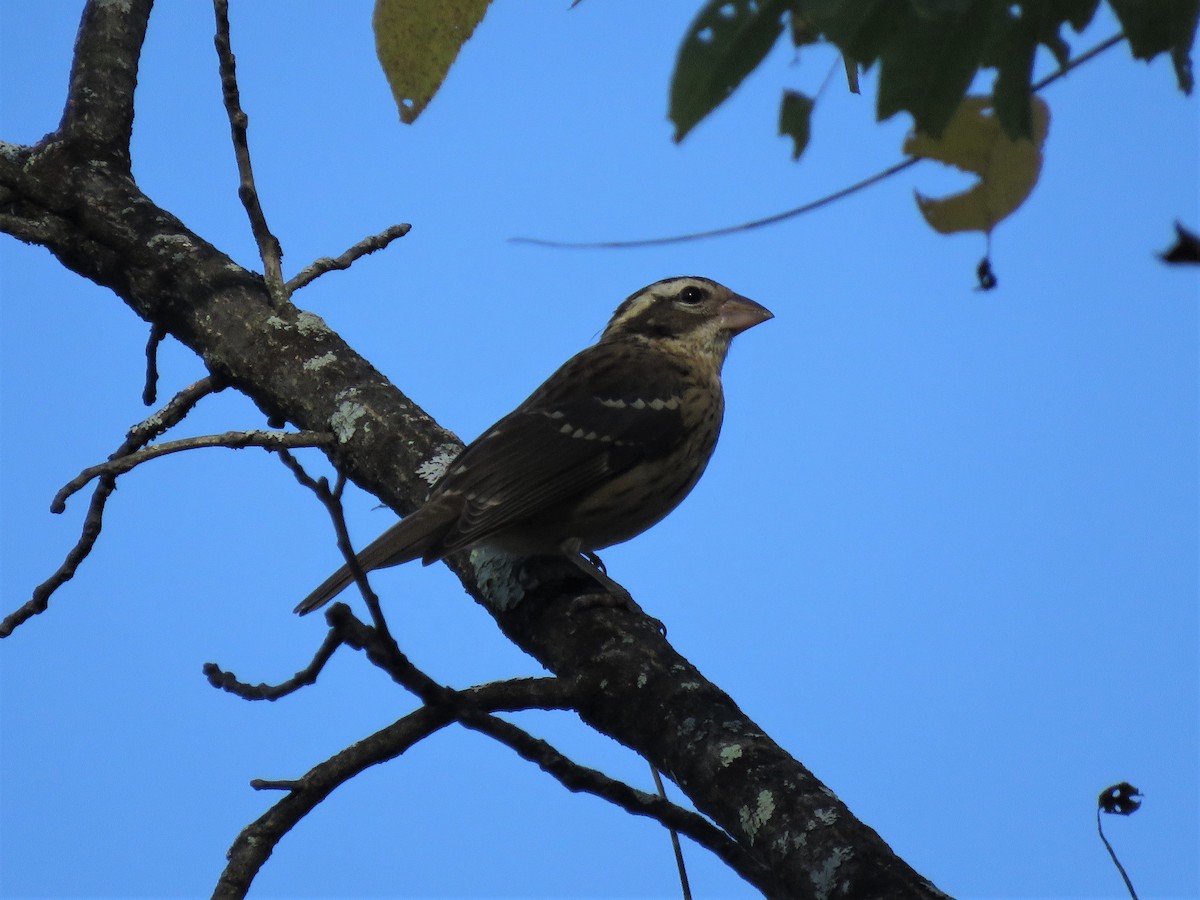 Rose-breasted Grosbeak - Patricia and Richard Williams