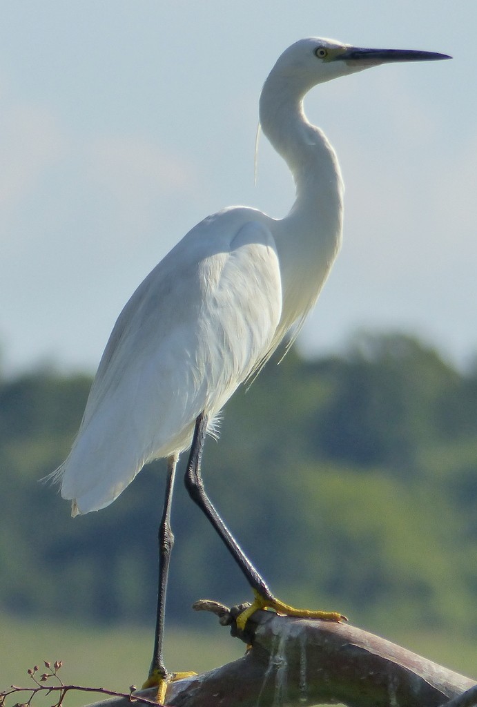 Little Egret (Western) - ML26792921