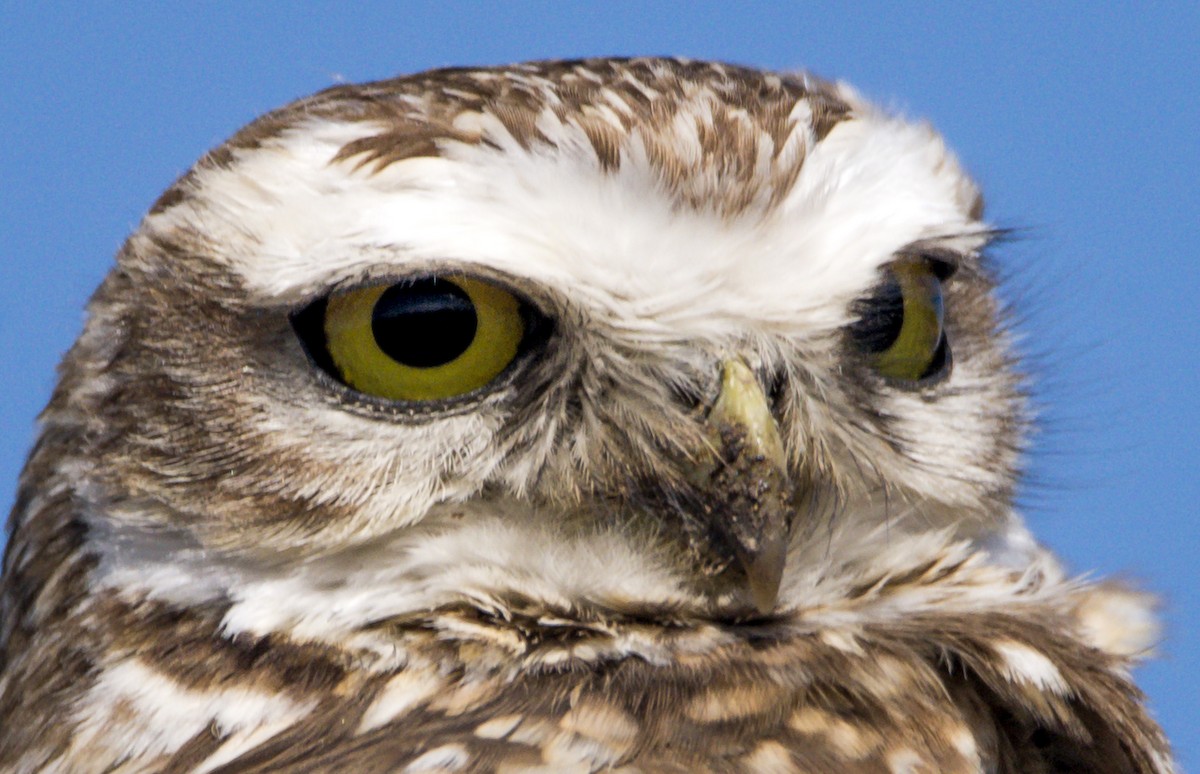 Burrowing Owl - Williams Daniel Nuñez