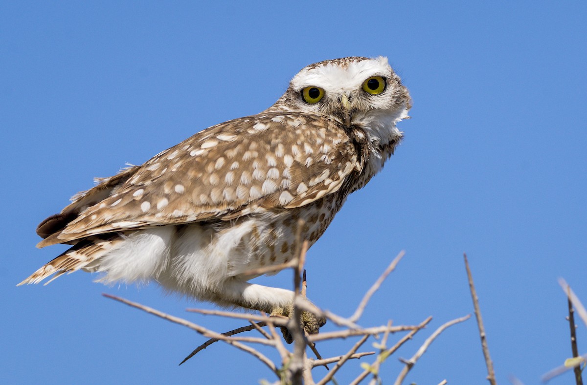 Burrowing Owl - Williams Daniel Nuñez