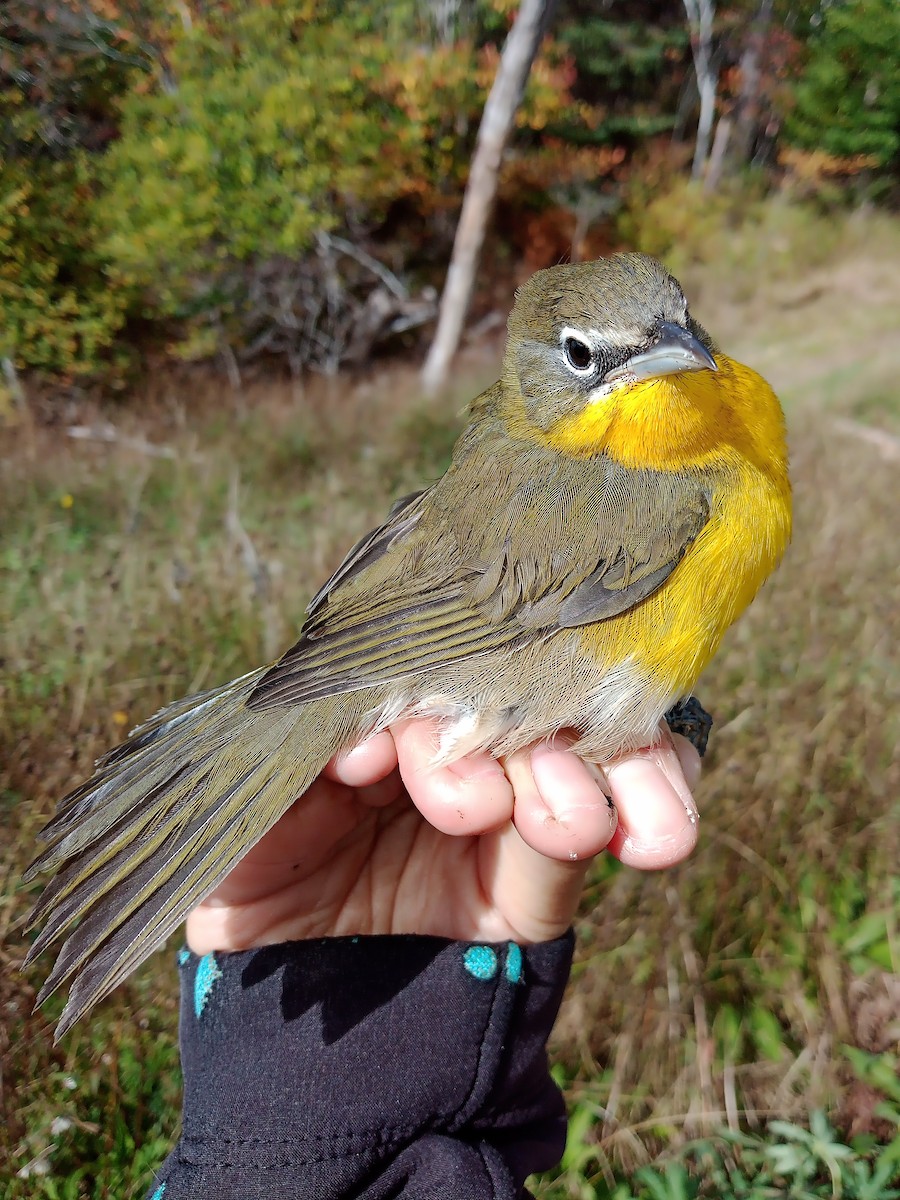 Yellow-breasted Chat - ML267930661