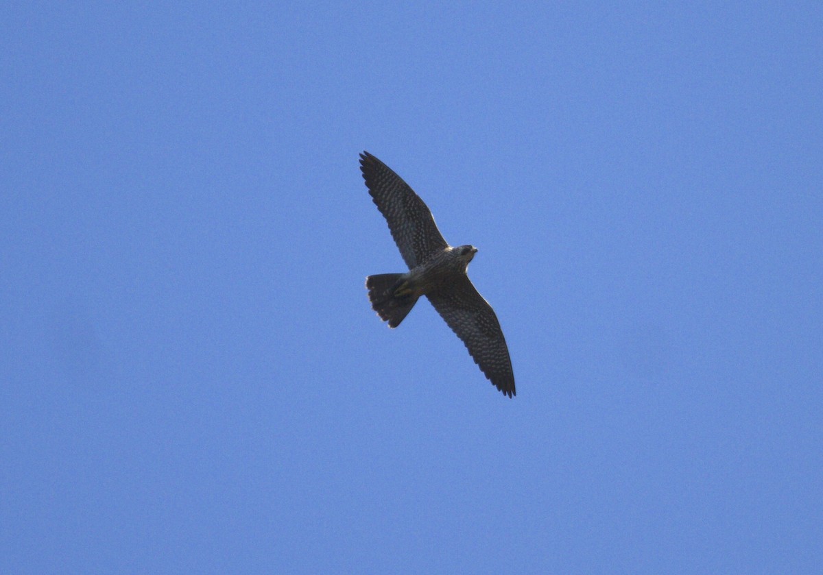 Peregrine Falcon - ML267931451